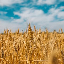 ЗерноЛогистика 2024: Логистика экспорта зерновых и масличных
