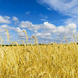 ЗерноЛогистика 2021: Логистика экспорта зерновых и масличных