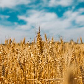 ЗерноЛогистика 2022: Логистика экспорта зерновых и масличных